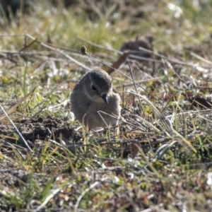 Petroica phoenicea at Dunlop, ACT - 30 Jul 2019