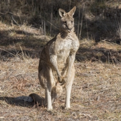 Macropus giganteus (Eastern Grey Kangaroo) at West Belconnen Pond - 30 Jul 2019 by AlisonMilton