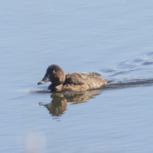 Aythya australis at Dunlop, ACT - 30 Jul 2019