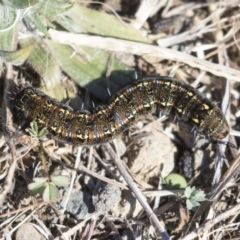 Apina callisto (Pasture Day Moth) at Dunlop, ACT - 30 Jul 2019 by AlisonMilton