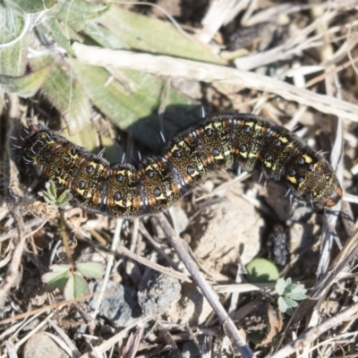 Apina callisto (Pasture Day Moth) at Dunlop, ACT - 30 Jul 2019 by AlisonMilton