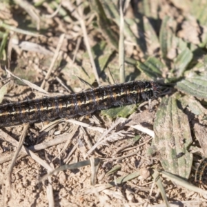 Apina callisto at Macgregor, ACT - 30 Jul 2019