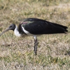 Threskiornis spinicollis (Straw-necked Ibis) at Greenway, ACT - 23 Jul 2019 by Alison Milton