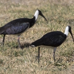 Threskiornis spinicollis at Greenway, ACT - 23 Jul 2019 12:06 PM