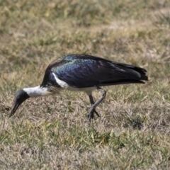 Threskiornis spinicollis at Greenway, ACT - 23 Jul 2019 12:06 PM