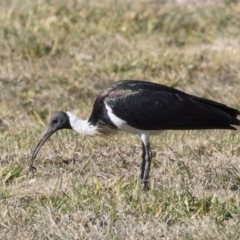 Threskiornis spinicollis at Greenway, ACT - 23 Jul 2019 12:06 PM