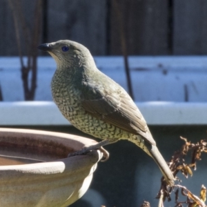 Ptilonorhynchus violaceus at Higgins, ACT - 22 Jul 2019