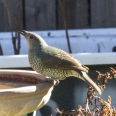 Ptilonorhynchus violaceus at Higgins, ACT - 22 Jul 2019