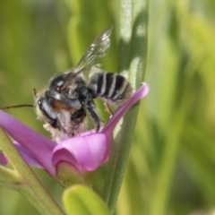 Megachile (Eutricharaea) sp. (genus & subgenus) (Leaf-cutter Bee) at Higgins, ACT - 13 Mar 2018 by AlisonMilton