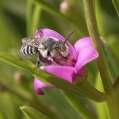 Megachile (Eutricharaea) sp. (genus & subgenus) at Higgins, ACT - 13 Mar 2018 04:24 PM