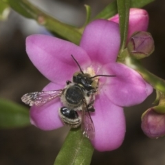 Megachile (Eutricharaea) sp. (genus & subgenus) at Higgins, ACT - 13 Mar 2018 04:24 PM