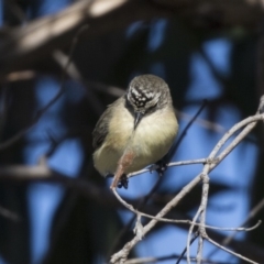 Acanthiza chrysorrhoa at Dunlop, ACT - 30 Jul 2019