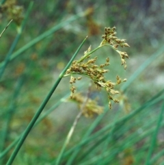 Schoenoplectus validus (River Club-rush) at Banks, ACT - 29 Dec 2000 by michaelb