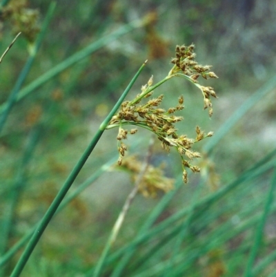 Schoenoplectus tabernaemontani (River Club-rush) at Banks, ACT - 30 Dec 2000 by MichaelBedingfield