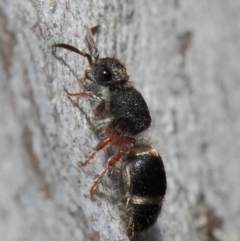 Mutillidae (family) (Unidentified Mutillid wasp or velvet ant) at Acton, ACT - 2 Aug 2019 by TimL