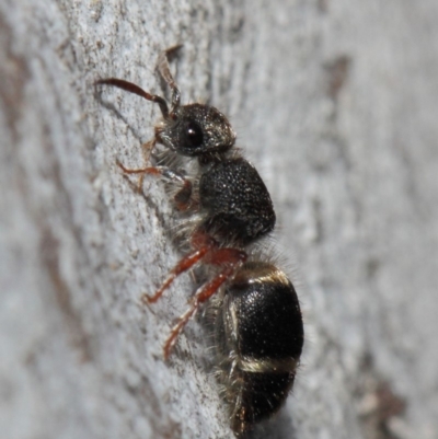Mutillidae (family) (Unidentified Mutillid wasp or velvet ant) at Acton, ACT - 2 Aug 2019 by TimL