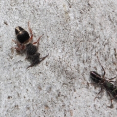 Mutillidae (family) at ANBG - 2 Aug 2019