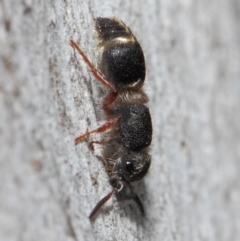 Mutillidae (family) at ANBG - 2 Aug 2019