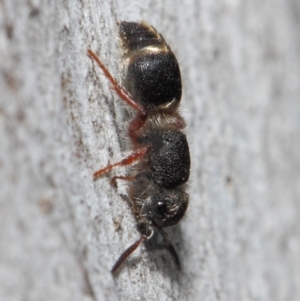 Mutillidae (family) at ANBG - 2 Aug 2019