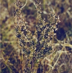 Cryptandra amara (Bitter Cryptandra) at Conder, ACT - 25 Jul 2000 by MichaelBedingfield