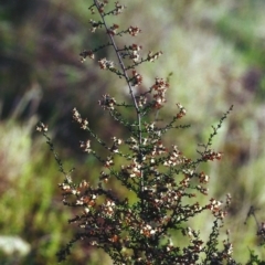 Cryptandra amara (Bitter Cryptandra) at Conder, ACT - 14 Aug 2000 by michaelb