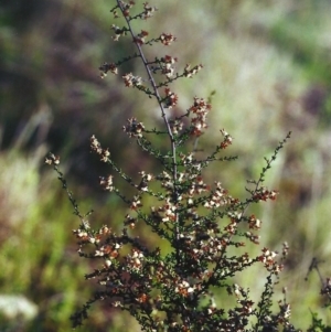 Cryptandra amara at Conder, ACT - 15 Aug 2000