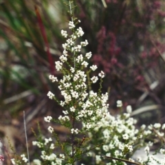 Cryptandra amara (Bitter Cryptandra) at Conder, ACT - 10 Jul 2001 by MichaelBedingfield