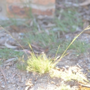 Austrostipa scabra subsp. falcata at Wamboin, NSW - 9 Feb 2019 11:00 AM