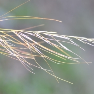 Austrostipa scabra subsp. falcata at Wamboin, NSW - 9 Feb 2019 11:00 AM