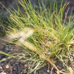 Austrostipa scabra subsp. falcata at Wamboin, NSW - 9 Feb 2019 11:00 AM