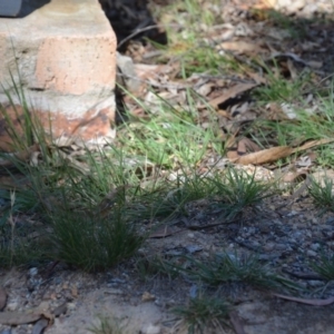 Austrostipa scabra subsp. falcata at Wamboin, NSW - 9 Feb 2019 11:00 AM