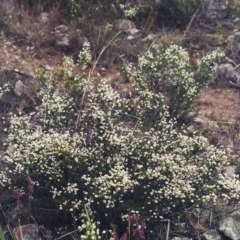 Cryptandra amara (Bitter Cryptandra) at Conder, ACT - 9 Jul 2001 by michaelb