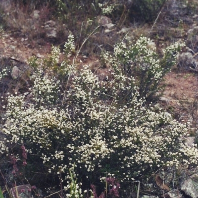 Cryptandra amara (Bitter Cryptandra) at Conder, ACT - 10 Jul 2001 by MichaelBedingfield