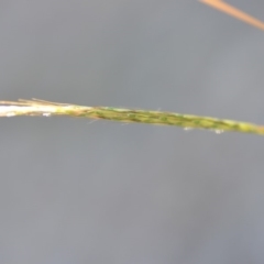 Bothriochloa macra (Red Grass, Red-leg Grass) at Wamboin, NSW - 9 Feb 2019 by natureguy