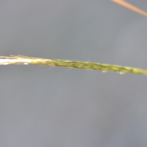 Bothriochloa macra at Wamboin, NSW - 9 Feb 2019