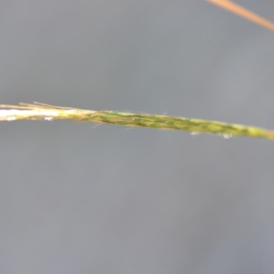 Bothriochloa macra (Red Grass, Red-leg Grass) at Wamboin, NSW - 8 Feb 2019 by natureguy