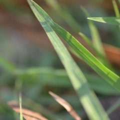 Bothriochloa macra at Wamboin, NSW - 9 Feb 2019