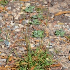 Bothriochloa macra at Wamboin, NSW - 9 Feb 2019