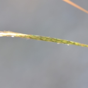 Bothriochloa macra at Wamboin, NSW - 9 Feb 2019 10:57 AM