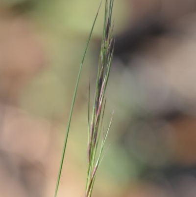 Aristida ramosa (Purple Wire Grass) at Wamboin, NSW - 9 Feb 2019 by natureguy