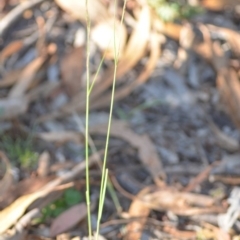 Aristida ramosa at Wamboin, NSW - 9 Feb 2019