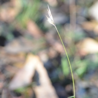 Rytidosperma sp. (Wallaby Grass) at Wamboin, NSW - 9 Feb 2019 by natureguy