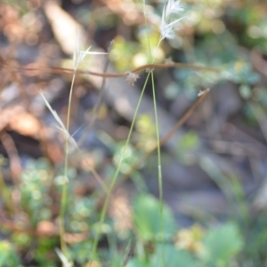 Rytidosperma sp. at Wamboin, NSW - 9 Feb 2019