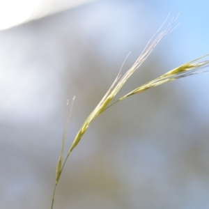 Microlaena stipoides at Wamboin, NSW - 7 Dec 2018