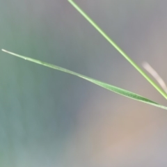 Microlaena stipoides at Wamboin, NSW - 7 Dec 2018