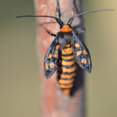 Amata (genus) (Handmaiden Moth) at Wamboin, NSW - 9 Feb 2019 by natureguy
