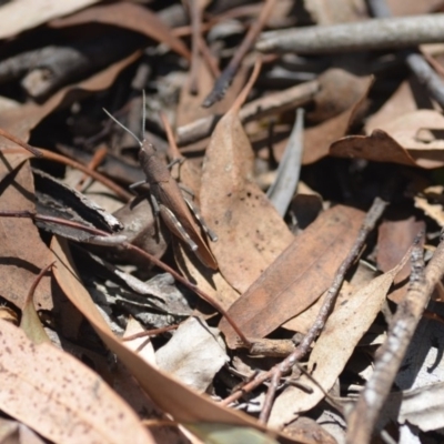 Goniaea opomaloides (Mimetic Gumleaf Grasshopper) at Wamboin, NSW - 13 Feb 2019 by natureguy