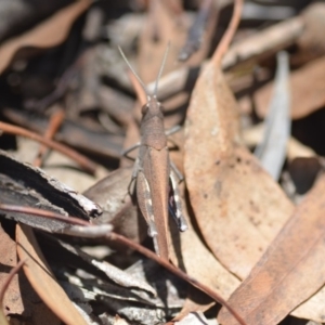 Goniaea opomaloides at Wamboin, NSW - 13 Feb 2019