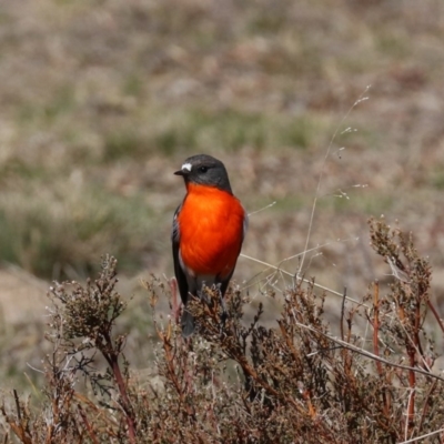 Petroica phoenicea (Flame Robin) at Rendezvous Creek, ACT - 1 Aug 2019 by jb2602