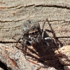 Jotus sp. (genus) (Unidentified Jotus Jumping Spider) at Dunlop, ACT - 31 Jul 2019 by CathB